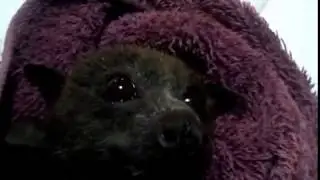Flying Fox Bats Are So Popular Thanks To Bat World Sanctuary.