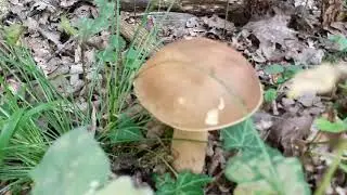 Boletus reticulatus, August 2019