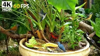 10 Hour Cat Relaxation TV 🐱 Calm Birds Only 🌿 Anxiety Relief for Indoor Cats | 4K