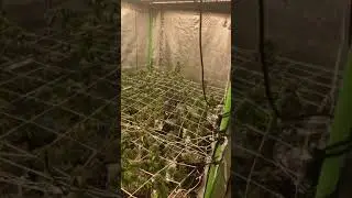 Nitrogen toxicity in soil!