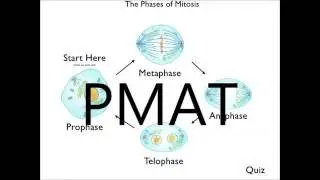 Это PMAT &mdash; мелодия для домашнего задания по биологии от Валери Вивар