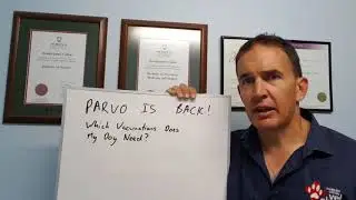 Which Vaccinations Does My Dog Need?