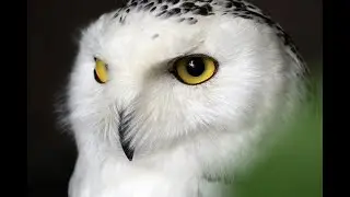 Silent Snowy Owl Attack&bull;&bull;  Alaska's Deadliest