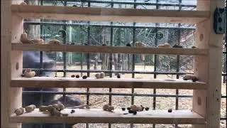 Tool-Use Enrichment For Apes