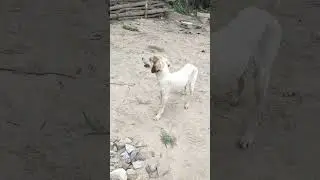 #shortvideo #dogshorts #viralvideo #whitedogs