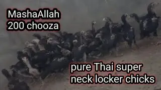 pure Thai super neck locker chicks #shorts #shamo #heeraaseel #highflyingpigeons #treatment