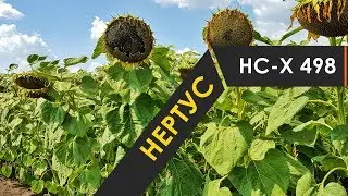 НСХ 498 гибрид подсолнечника Нертус 🌻🌻🌻