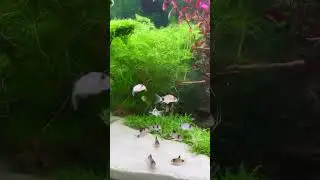 Corydoras Panda- Panda Catfish- Panda Panzerwels #corydoras #aquarium #fish #catfish