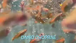 Danio choprae