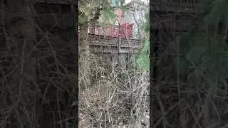 Squeaky Squirrel