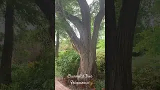 Channeled Tree Frequencies #frequencies #tree #divine #reiki #wind #elements #energy #positivity