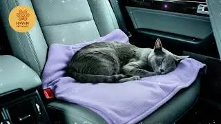 Calm Stress Free Car Music for Cats