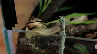 Snail Slipping Out To Snack | Cute Snail | Grove Snail
