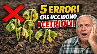 LE TUE PIANTINE MORIRANNO! 5 Errori che Uccidono i Cetrioli Prima Ancora di Metterli a Dimora
