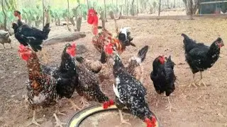 Minhas 3 b&aacute;ias de Galinhas GSB com Polaca.