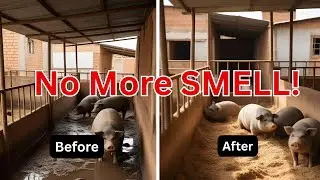 How To Make Your Pig Farm Smell Good With This Simple Trick