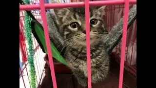 Almost Home Humane Society says they're overcrowded