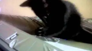 Pheeble Beebles
