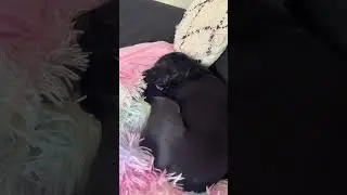 😂 FUNNIEST CAT VIDEOS OF August 2024
