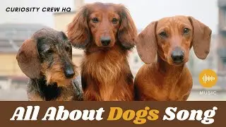 All About Dogs Song | Fun Learning Song for Kids | Curiosity Crew HQ