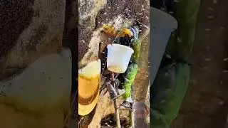 #pure and natural honey collection#vairalshortvideo#trendingshort#