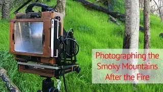Sea of Life: A Photograph in the Smoky Mountains After the Forest Fire