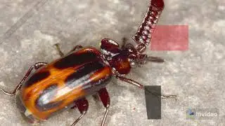 Bizarre Insect Predators | Amazing Facts - Did You Know