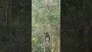 Passeio na natureza.