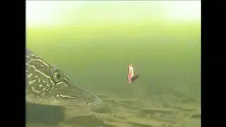 Underwater Buck-Shot Flutter Spoon