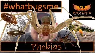 Entomophobia: Fear of insects