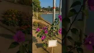 Lakeside Beauty with Purple Flowers 🌸✨#Nature #Flowers