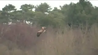 Pygargues au Parc du  Marquenterre