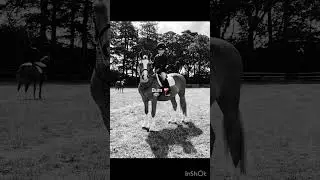 Nearly been 4 years #horse #equestrianjourney #horseenthusiast #equestrian #ponymalta #fypシ゚viral