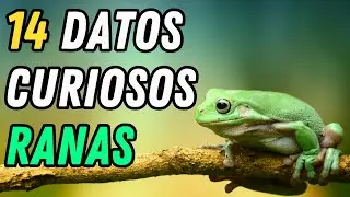 14 Datos Curiosos de las Ranas - &iquest;Por qu&eacute; las Ranas hacen 