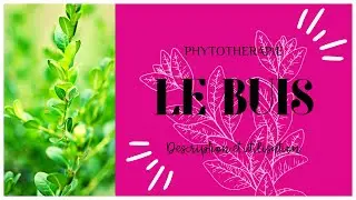 LE BUIS EN PHYTOTHERAPIE - TOUT SAVOIR EN 3 MINUTES 🌿