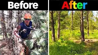 Forest Transformation You Wont Believe!!