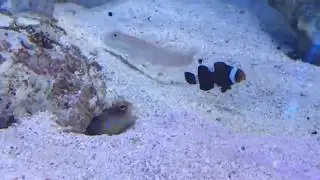 Ozzy man review / Me commentary on a violent fish fight