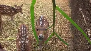 Deer love to eat fresh grass | হরিণের প্রিয় খাবার কাঁচা ঘাস