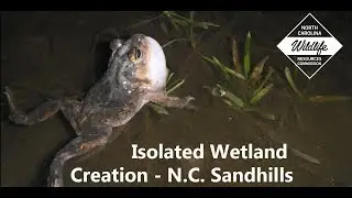 NC Wildlife: Creating a Wetland in the NC Sandhills