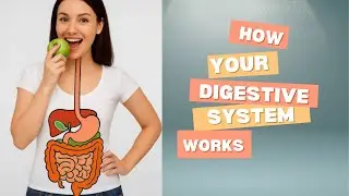 How Digestion Really Works | Human Digestive System Explained Simply
