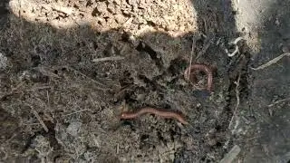 Omg Millipede small red insert 