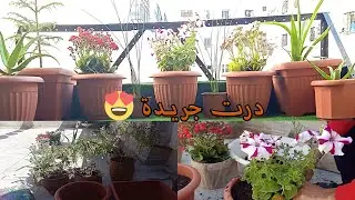 كيفية زراعة الورد فى المنزل( الزراعة المنزلية)😍🌹🌷🌼🌻🌺