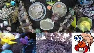⏩ Time Lapse of 24x7 Hermit Crab Live Stream February 2nd - February 3rd 2026 (30x)