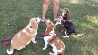 Rusty's 1st Beagle Birthday Bash: Prospect Park, Brooklyn, NY (Part 2)