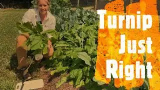 Takii Vegetable: Turnip Just Right - AAS Winner and a Classic!