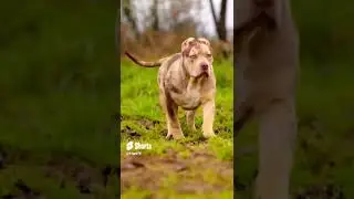 Top #dogs #youtubeshorts #respect
