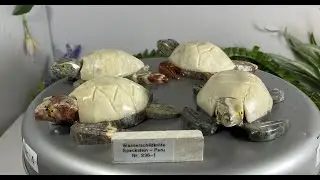 Wasserschildkr&ouml;te aus Speckstein (Steatit) - Peru