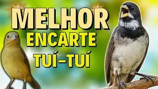 🟢 MELHOR CANTO DE COLEIRO TUI TUI PARA ENCARTE DE COLEIRO🟢🟢ÁUDIO COM FÊMEA - TURBINE SEU COLEIRO 🟢