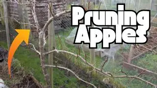 Pruning Espaliered Apple Trees: A Beginner's Guide