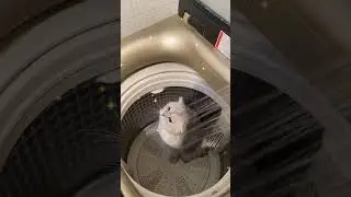 Is Your Cat Turning the Washing Machine into a Playground? #catfun #petlove #catlife #pawsvo